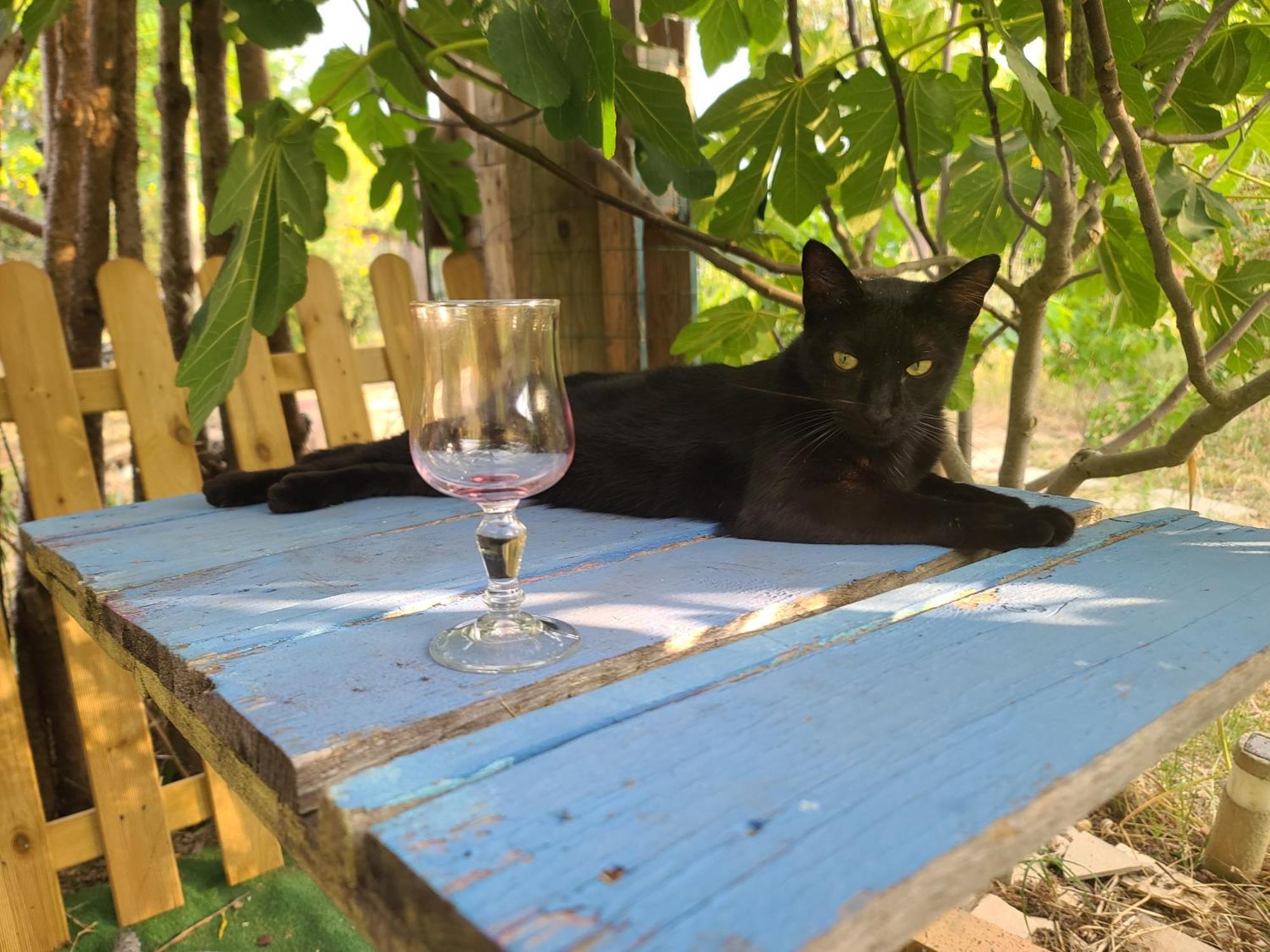 Bel Hotel Restaurant La Gentilhommiere Trèbes Kültér fotó